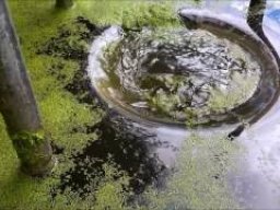 Duckweed Removal