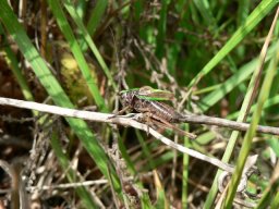 Cricket
