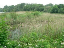 Pond