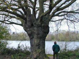 Mature Tree