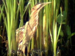 Bittern
