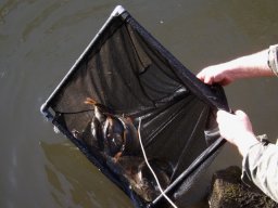 Loddon Barbel Stocking 2015