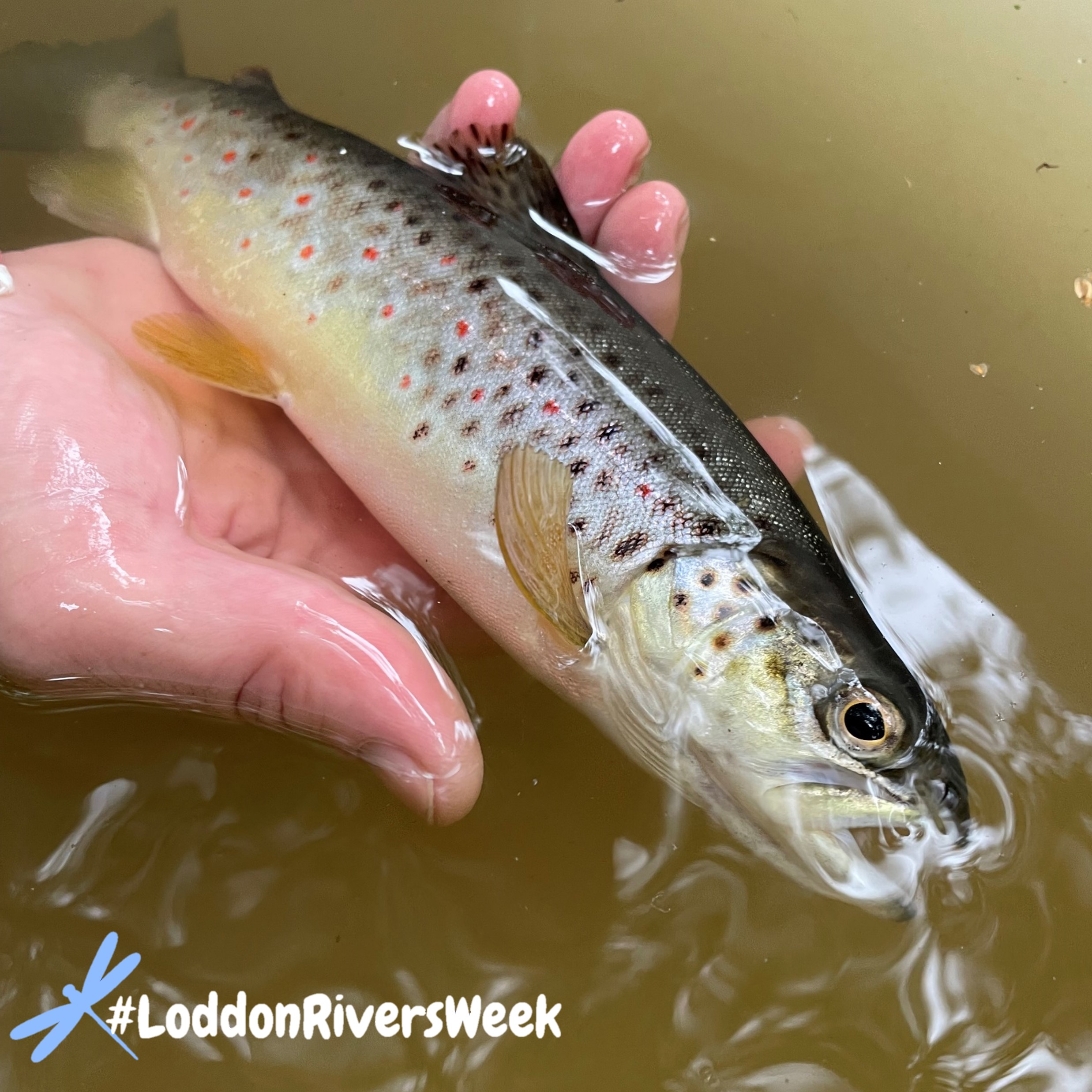 Fish Instagram