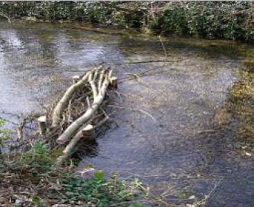 Woody Debris in the River Loddon